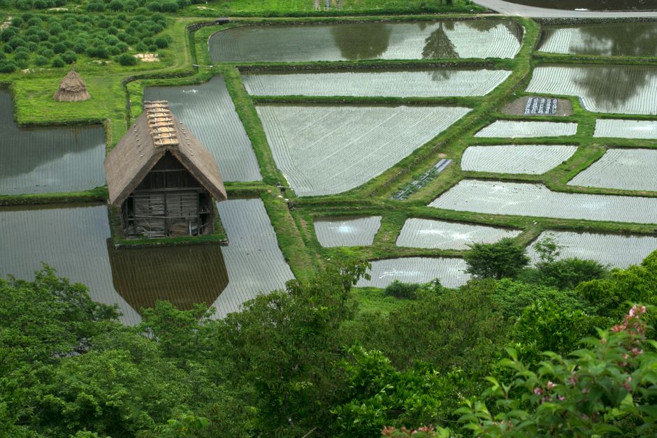 Aerial view of serene rice paddy fields with traditional wooden house, lush greenery in rural setting.